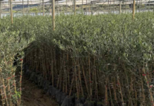 Ενισχύουμε το πράσινο της Τήνου