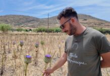 H αγκινάρα της Τήνου σήμερα στο ΣΚΑΪ