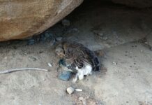 Ανησυχία για τον υδροβιότοπο της Λειβάδας Τήνου