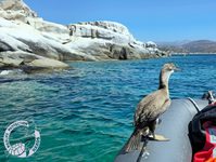 Η «Φώφη» από την Τήνο στη θάλασσα